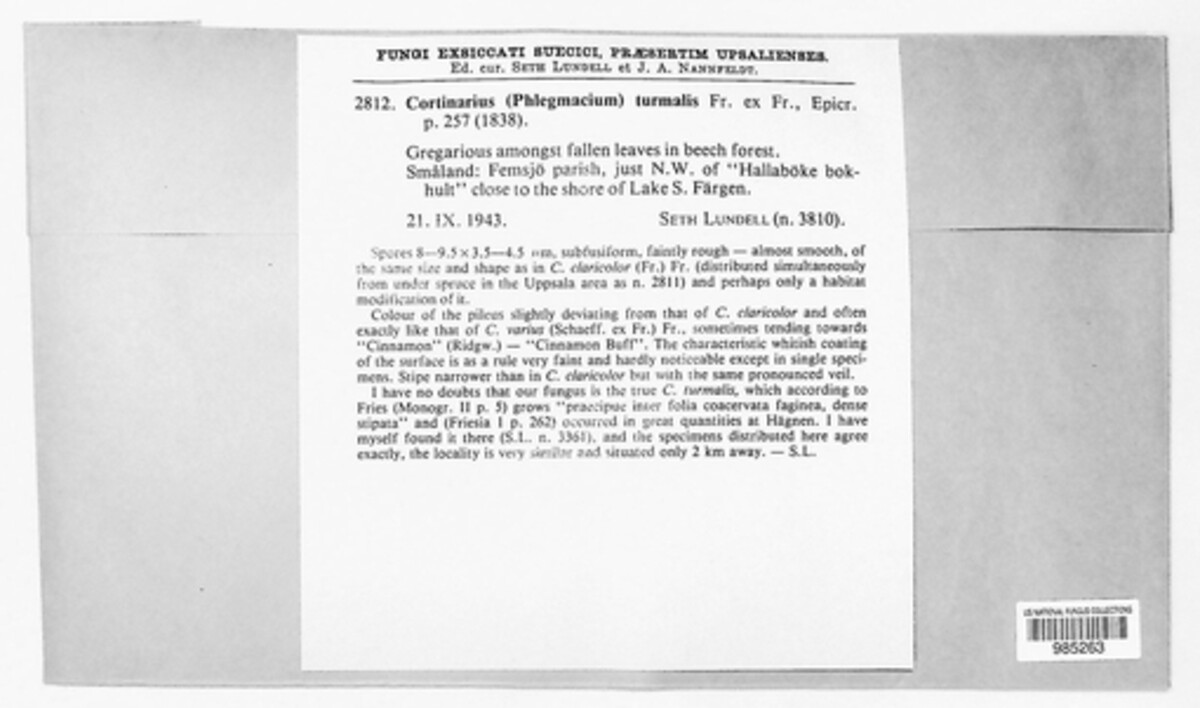 Thaxterogaster turmalis image
